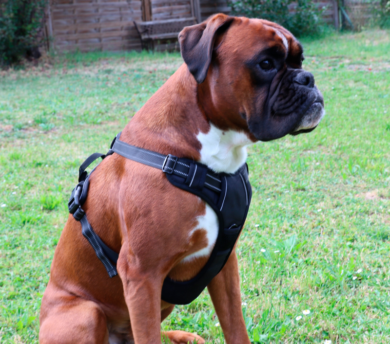 Hundegeschirr mit Reflexstreifen